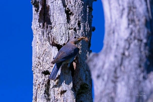 Eastern Bluebird Going Into Nest Dead Tree With Insects