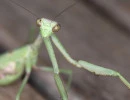 carolina mantis face stagmomantis carolina rs
