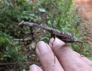 carolina mantis female brown gravid stagmomantis carolina rs