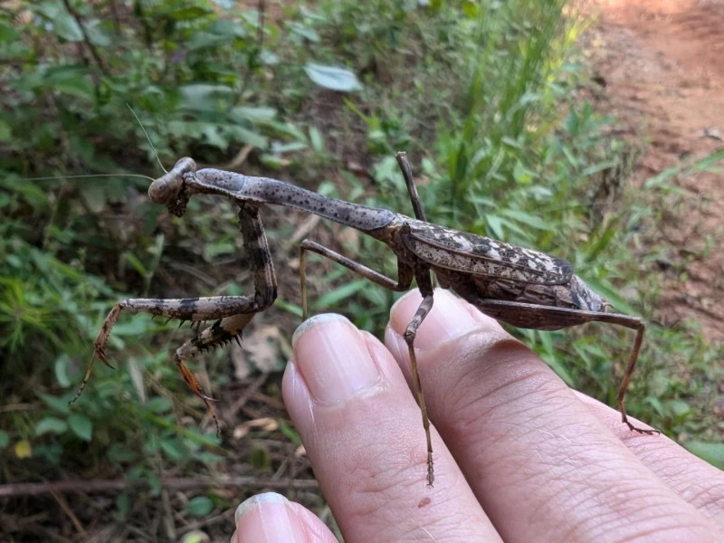 carolina mantis female brown gravid stagmomantis carolina rs