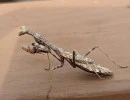 carolina mantis female brown molting color stagmomantis carolina rs
