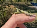 carolina mantis female gravid in iowa city stagmomantis rs