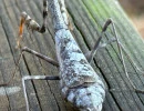 carolina mantis female molted coloration stagmomantis carolina rs