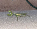 carolina mantis male stagmomantis carolina rs