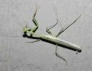 carolina mantis male with wings stagmomantis carolina rs