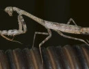 ccarolina mantis female brown coloration stagmomantis carolina rs