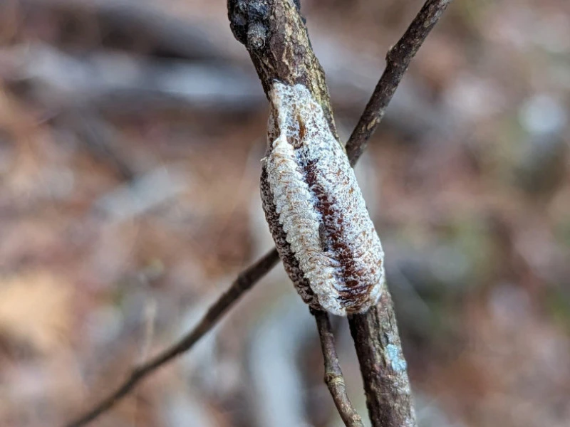 egg case carolina mantis on branch stagmomantis carolina rs