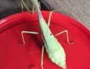 female carolina mantis green stagmomantis carolina rs