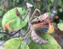 female carolina mantis wings spread stagmomantis carolina rs