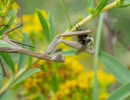 chinese mantis eating a bumblebee  photo by charles brown  licensed under cc by nc rs