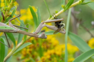 chinese mantis eating a bumblebee  photo by charles brown  licensed under cc by nc rs