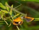 chinese mantis eating a butterfly  photo by brauhaus  licensed under cc by nc rs