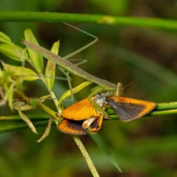chinese mantis eating a butterfly  photo by brauhaus  licensed under cc by nc rs