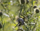 chinese mantis eating a hummingbird  photo by philkenny  licensed under cc by nc rs