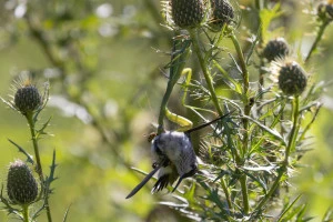 chinese mantis eating a hummingbird  photo by philkenny  licensed under cc by nc rs
