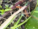 chinese mantis eating a lizard  photo by rachael  licensed under cc by nc rs