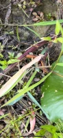 chinese mantis eating a lizard  photo by rachael  licensed under cc by nc rs