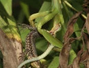 chinese mantis eating a lizard  photo by william hull  licensed under cc by nc rs