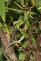 chinese mantis eating a lizard  photo by william hull  licensed under cc by nc rs