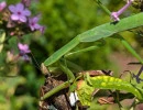 chinese mantis eating a skipper butterfly  photo by bruno trindade  licensed under cc by nc rs