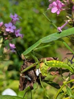 chinese mantis eating a skipper butterfly  photo by bruno trindade  licensed under cc by nc rs