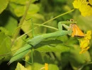 chinese mantis eating a skipper butterfly  photo by ty smith  licensed under cc by nc rs