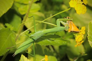 chinese mantis eating a skipper butterfly  photo by ty smith  licensed under cc by nc rs