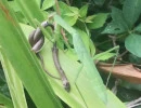 chinese mantis eating a snake  photo by brcevans  licensed under cc by nc rs