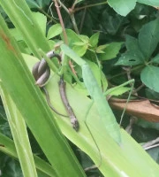 chinese mantis eating a snake  photo by brcevans  licensed under cc by nc rs