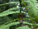 chinese mantis eating a tree frog  photo by laurenis4animals  licensed under cc by nc rs