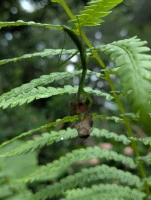 chinese mantis eating a tree frog  photo by laurenis4animals  licensed under cc by nc rs