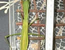 chinese mantis size .72 inches long   photo by elysia  licensed under cc by nc rs