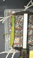 chinese mantis size .72 inches long   photo by elysia  licensed under cc by nc rs