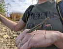 chinese mantis size  photo by claire o neill  licensed under cc by nc rs
