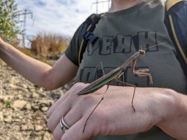 chinese mantis size  photo by claire o neill  licensed under cc by nc rs