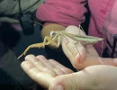 chinese mantis size  photo by ethan  licensed under cc by rs