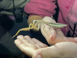 chinese mantis size  photo by ethan  licensed under cc by rs