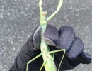 chinese mantis size reference  photo by hyeongmin kim  licensed under cc by nc rs