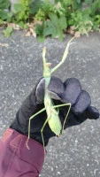 chinese mantis size reference  photo by hyeongmin kim  licensed under cc by nc rs