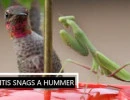 mantis snags a hummer extended cut