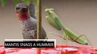 mantis snags a hummer extended cut
