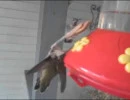 praying mantis murders humming