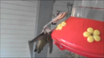 praying mantis murders humming