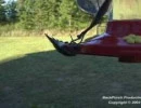 preying mantis attacks hummingbird