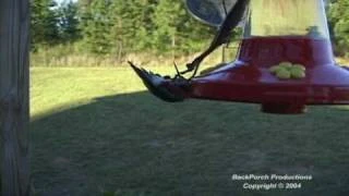 preying mantis attacks hummingbird