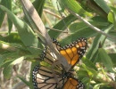 tenodera sinensis eating monarch
