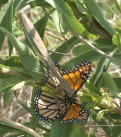 tenodera sinensis eating monarch