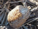 chinese mantis egg case closeup tenodera sinensis rs