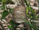 chinese mantis egg case on plant stem tenodera sinensis rs