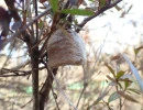 chinese mantis egg case tenodera sinensis rs